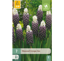 Muscari botryoides ´Grape Ice´ / Modrica, bal. 7 ks, 5/+