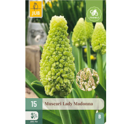 Muscari botryoides ´Lady Madonna´ / Modrica, bal. 15 ks, 7/8