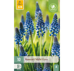 Muscari botryoides ´Night Eyes´ / Modrica, bal. 10 ks, 7/8
