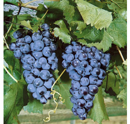 Vitis vinifera ´Muscat Hamburský´/ Stolové hrozno / Vinič, C1