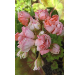 Pelargonium zonale Grandeur®DECO ´Appleblossom´ / Muškát ružičkový, bal. 6 ks sadbovačov