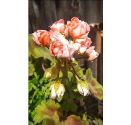 Pelargonium zonale Grandeur®DECO ´Appleblossom´ / Muškát ružičkový, K7
