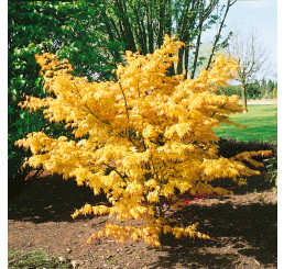Acer palmatum ´Orange Dream´ / Javor dlaňovitolistý, 30-40 cm, C3