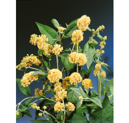 Buddleia x weyeriana ´Sungold´ / Budleja Weyerova, C3