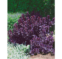 Cotinus coggygria ´Royal Purple´ / Škumpa vlasatá, 40-50 cm, C3