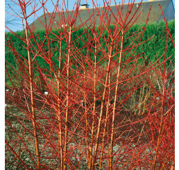 Cornus sanguinea / Svíb obyčajný, bal. 10 ks VK na živý plot