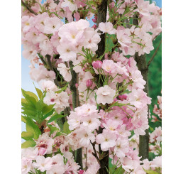 Prunus serrulata ´Amanogawa´ / Višňa pílkatá / Sakura, 150-180 cm, C4
