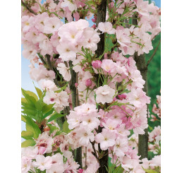 Prunus serrulata ´Amanogawa´ / Višňa pílkatá / Sakura, 200+ cm, C20