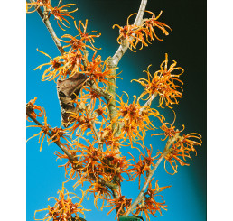 Hamamelis int. ´Jelena´ / Hamamel prostredný, 40-50 cm, C5