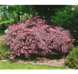 Acer palmatum ´Inaba-shidare´ / Javor dlaňovitolistý, 50-60 cm, C5