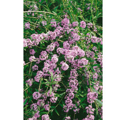 Buddleia alternifolia / Budleja striedavolistá, 80-100 cm, C3