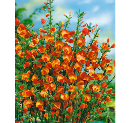 Cytisus scoparius ´Lena´ / Zanoväť / Prútnatec metlovitý žltý, 30 - 40 cm, C1