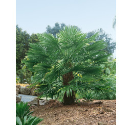 Trachycarpus fortunei / Trachykarp Fortunov, bal. 5 s