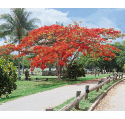 Delonix regia / Ohňový strom, bal. 5 sem.