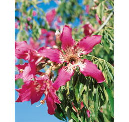 Chorisia speciosa / Chorisia, bal. 3 sem.