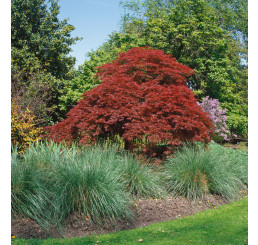 Acer palmatum ´Atropurpureum´ / Javor dlaňovitolistý, 50-60 cm, KB