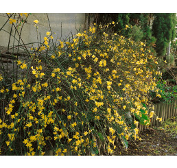 Jasminum nudiflorum / Jazmín nahokvetý, 10-15 cm, K9