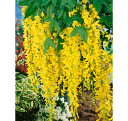Laburnum watereri ´Vossii´ / Štedrec hybridný, 125-150 cm, C10