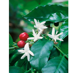 Coffea arabica BIO / Kávovník arabský BIO, trs rastlín, K12