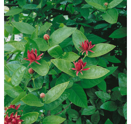 Calycanthus floridus / Kalykant floridský, 100-125 cm, C12