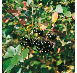 Aronia melanocarpa ´Nero´ / Arónia čiernoplodá, 60-80 cm, K9