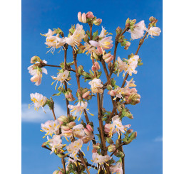 Lonicera fragrantissima / Zemolez voňavý, 40-50 cm, C3