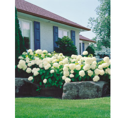 Hydrangea arborescens ´Annabelle´ / Hortenzia stromčekovitá, 60 cm, C2