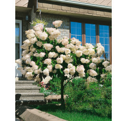Hydrangea paniculata ´Grandiflora´ / Hortenzia metlinatá, 50-60 cm, C2