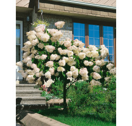 Hydrangea paniculata ´Grandiflora´ / Hortenzia metlinatá , 40-50 cm, C4