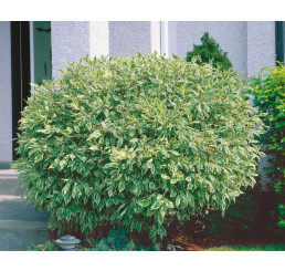 Cornus alba ´Elegantissima´ / Svíb biely, 80-100 cm, C10