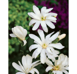 Magnolia stellata ´Waterlily´ / Magnólia hniezdokvetá, K9