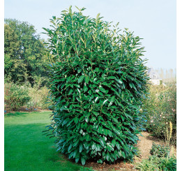 Prunus laurocer. ´Caucasica´ / Vavrínovec, 30-40 cm, K9