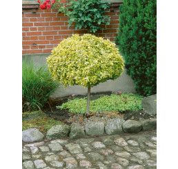 Euonymus fortunei ´Emerald Gold´ / Bršlen Fortuneov, 60 cm kmienok, C5