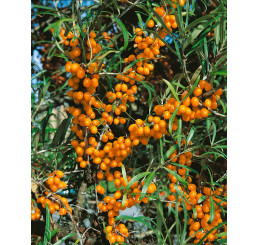 Hippophae rhamnoides / Rakytník rašetliakový, 50-60 cm, C3