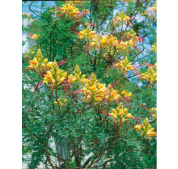 Caesalpinia gillesii / Cezalpínia / Sapan Gillesov, bal. 5 sem.