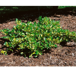 Euonymus fortunei ´Sunspot´ / Bršlen Fortuneov, 15 - 20 cm, C2