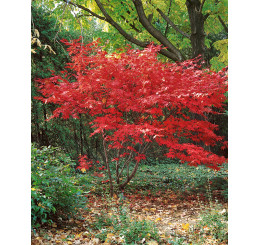 Acer palmatum ´Bloodgood´ / Javor dlaňovitolistý, 40-50 cm, C3