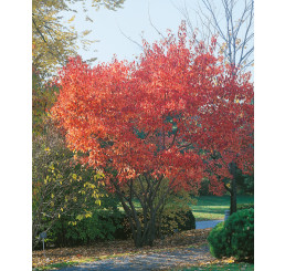 Acer tataricum ´Ginnala / Javor tatársky, 160-200 cm, C5