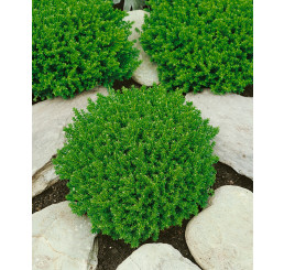 Hebe ´Emerald Green´ / Hebe, C1,5