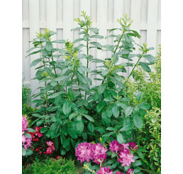 Prunus laurocerasus ´Novita´ / Vavrínovec, 25-30 cm, K9
