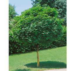 Acer platanoides ´Globosum´ / Javor mliečny, 8/10, kmeň 225 cm, C25