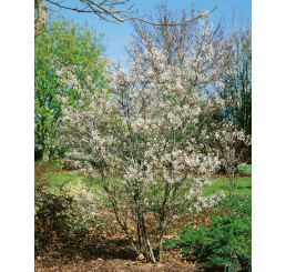 Amelanchier lamarckii / Muchovník, bal. 10 ks VK na živý plot