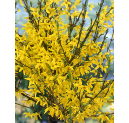Forsythia x intermedia ´Weekend / Zlatý dážď / Zlatovka prostredná, 60-80 cm, C5