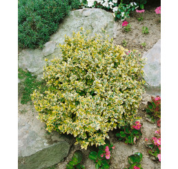 Euonymus fortunei ´Variegatus´ / Bršlen Fortuneov, 12-15 cm, K9