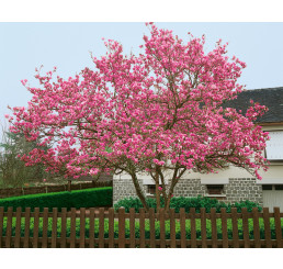 Magnolia x soulangeana / Magnólia Soulangova, 20-30 cm, K9