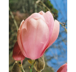 Magnolia x soulangeana ´Lennei´ / Magnólia Soulangova, 120-150 cm, C10
