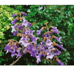 Paulownia tomentosa / Paulovnia plstnatá, 40-60- cm, C2