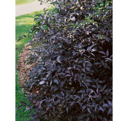 Sambucus nigra ´Black Beauty´ / Baza čierna ´Čierna kráska´, 30-40 cm, C2