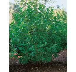 Aronia prunifolia ´Viking´ / Arónia slivkolistá, 40-50 cm, C3