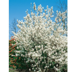 Amelanchier lamarckii / Muchovník, bal. 10 ks VK na živý plot